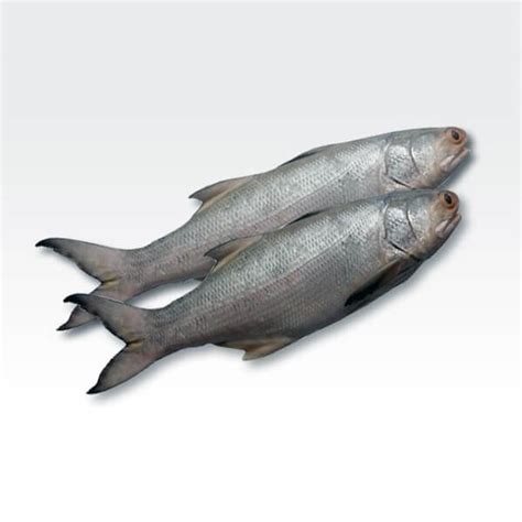 Buy rawas fish online and get it delivered home