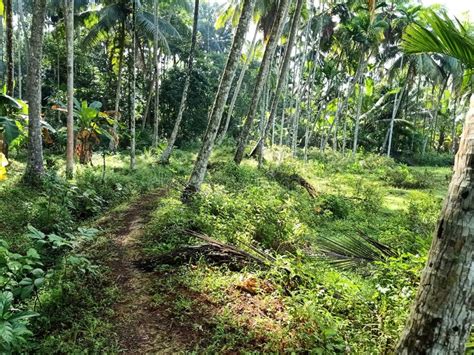 Narrow Path through the Coconut Farm Kerala Village View Green Nature ...