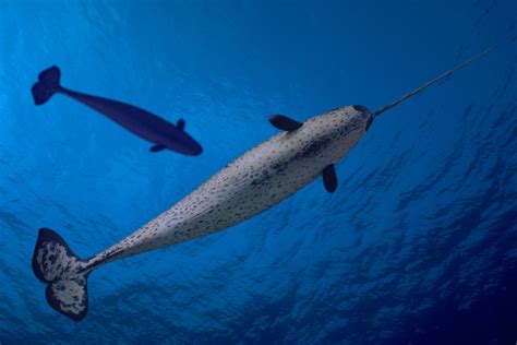 The Strange, Fading Call of the Narwhal | The New Yorker