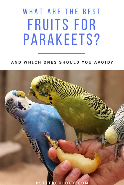 Can Parakeets Eat Fruit? | 25 Fruits For Parakeets - Psittacology