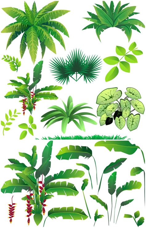 Rainforest Animals And Plants Drawings