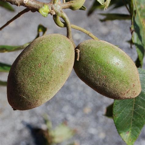 Butternut Tree – Green Thumbs Garden