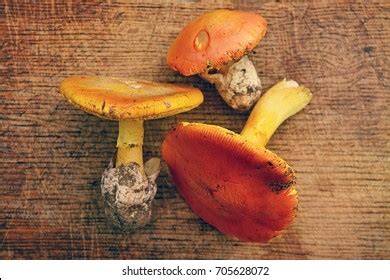 Edible Amanita Caesarea Mushrooms Stock Photo 705628072 | Shutterstock