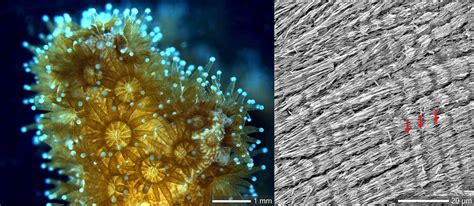 When corals met algae: Symbiotic relationship crucial to reef survival ...