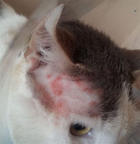 Ringworm Ward – Animal Ark Rescue