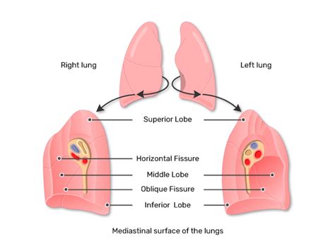 Lung Lobes and Fissures | GetBodySmart