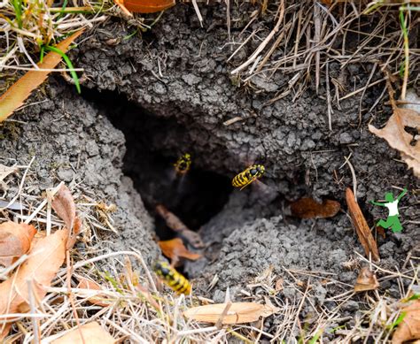 Poison-free Ground Bees Nest Removal - Karinokada