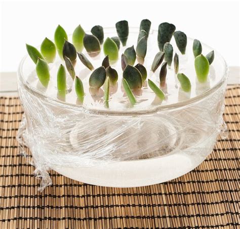 Q&A: Succulent and Cactus Propagation - Succulents Box