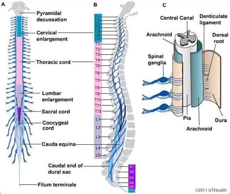 Spinal cord diagram