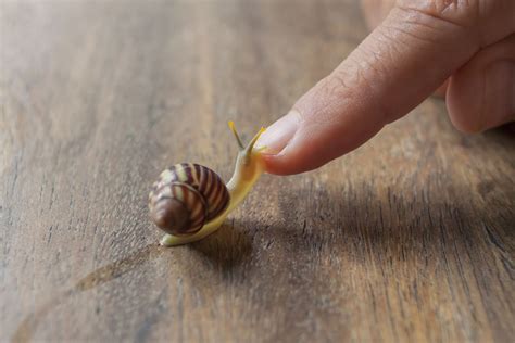 9 Things to Consider Before Keeping a Pet Snail