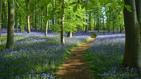 Bluebell Woods Wallpapers - Wallpaper Cave