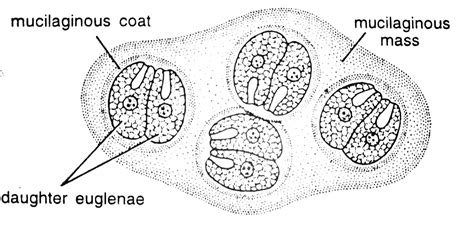 How does Euglena reproduce? (Reproduction in Euglena)