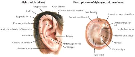 Ear Drum Anatomy, Causes, Diagnosis & Treatment for Busted Ear Drum