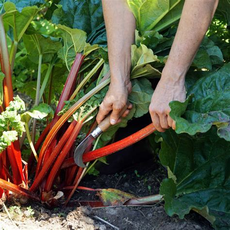 How To Grow And Care For Rhubarb - Sunny Home Gardens