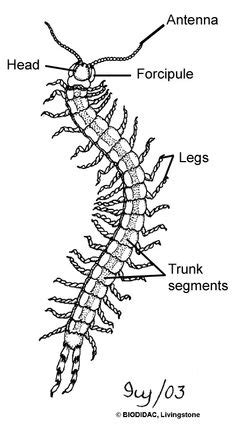 Centipede Anatomy | Creature Crash Course | Pinterest | Centipedes and ...