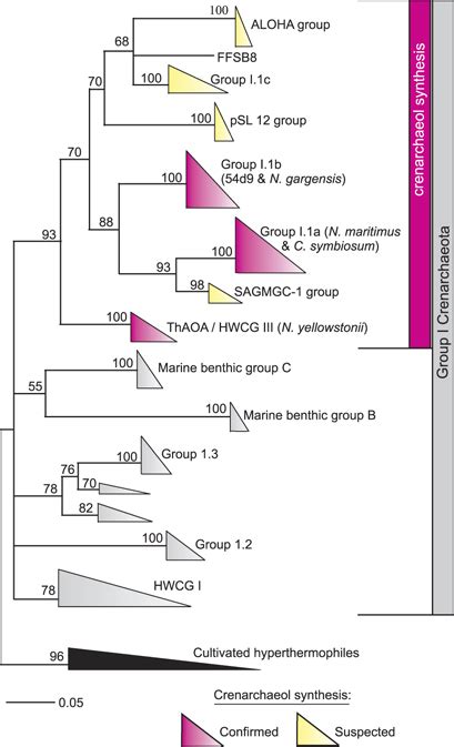 16S rRNA gene-based phylogeny of the Crenarchaeota redrawn from Prosser ...