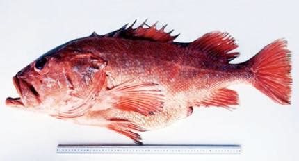 Shortraker rockfish | Washington Department of Fish & Wildlife