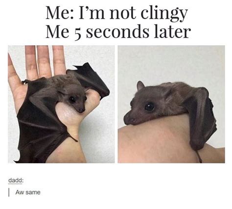 "I'm not clingy." Cute bat! | Funny animals, Funny animal memes, Cute ...