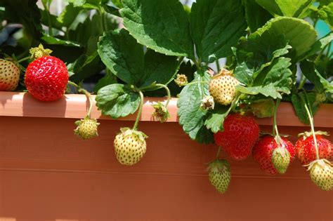 Growing Strawberry Plants In Pots