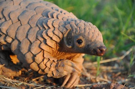 Meet Pangolin, the most trafficked animal | paradoxoff