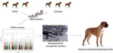 Summary of development and application of genetic markers for diagnosis ...