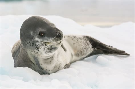 10 Incredible Animals That Live in Antarctica