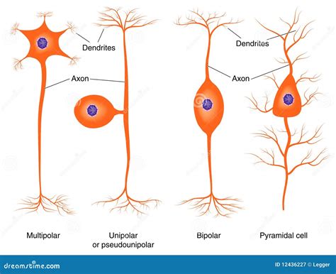 Illustration Of Basic Neuron Types Royalty Free Stock Photography ...