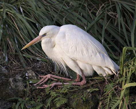 White Heron Bird Stock Photos. Image. Portrait. Picture. Close-up ...