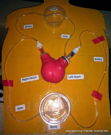 Human Circulatory System Activity