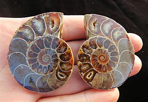 rainbow a pair of conch fossils !!! Sea Shell mineral specimen ...