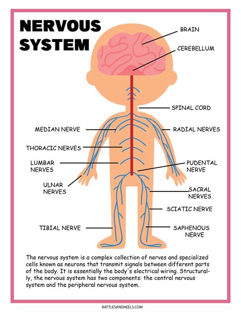 Free Science Worksheets| The Nervous System - Adanna Dill