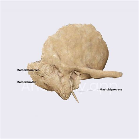 Mastoid part of temporal bone | Skull | Head and Neck | Anatomy.app ...