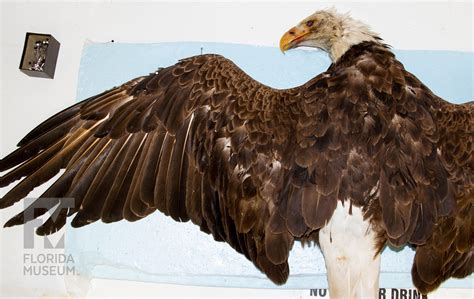 #MuseumLife, Bald Eagle Specimen – Research News