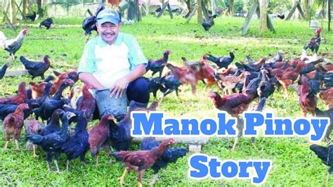 Manok Pinoy Story, Tips and Techniques | Free Range Chicken Farming in ...