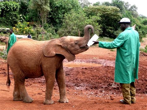 The David Sheldrick Elephant Orphanage | Sheldrick Wildlife Trust