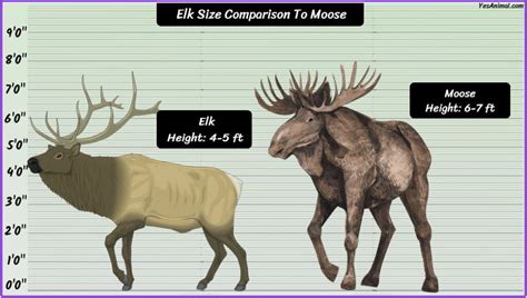 Elk Size: How Big Are They Compared To Others?