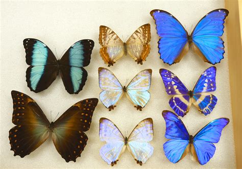 Blue Butterfly Species