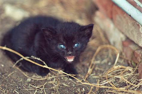 "Angry Feral Black Kitten With Bright Blue Eyes" by Stocksy Contributor ...