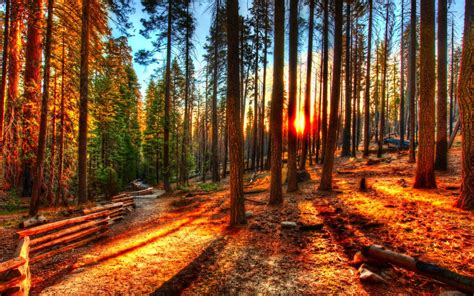 forest, Trees, Nature, Landscape, Tree Wallpapers HD / Desktop and ...