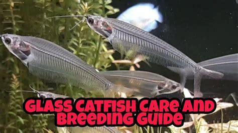 Glass Catfish Care, Breeding And Feeding Guide - YouTube