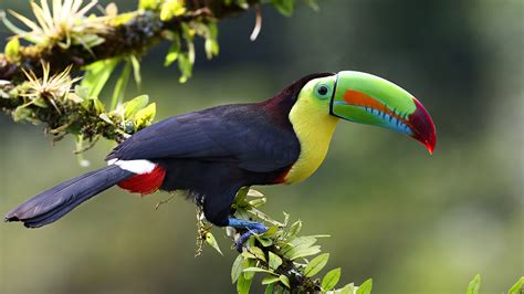 Exotic species in the Amazon rainforest – birds - CGTN