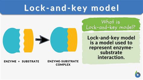 Lock-and-key model Definition and Examples - Biology Online Dictionary