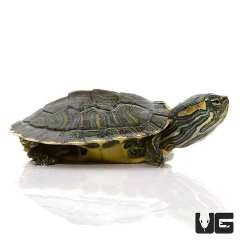 Baby Cumberland Slider Turtles (Trachemys scripta troostii) For Sale ...