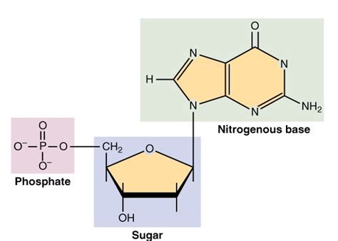 Nucleic Acid Monomer - Science Trends