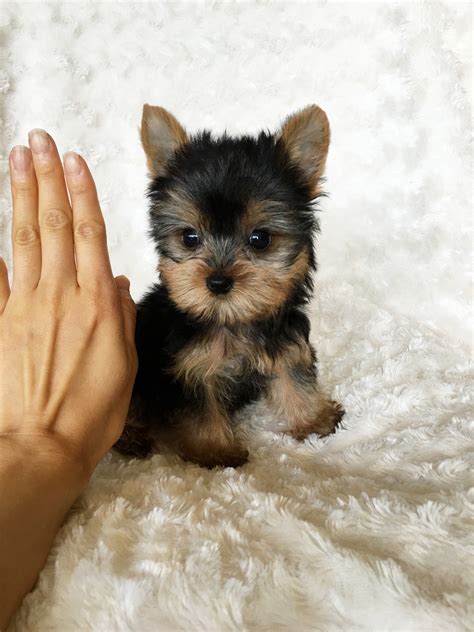 Tiny Teacup Yorkie Puppy for sale! | iHeartTeacups