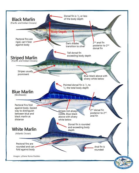 Identifying marlin species - Fishing World Australia