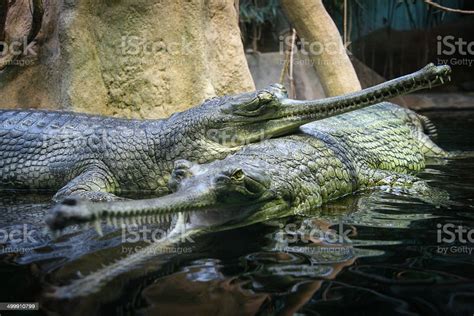 Pair Of Gharials Stock Photo - Download Image Now - Animal, Animal ...