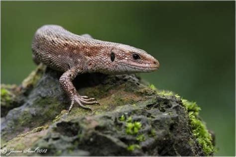 Lizard Facts For Kids | Fun Facts about Lizards for Kids | Animal facts ...