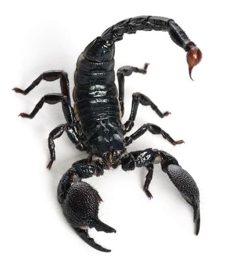 Venom of the Scorpions - Scorpion Facts and Information