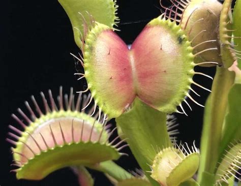 Carnivorous Plants: A Beginner's Basic Grow Guide - Carnivorous Plant ...